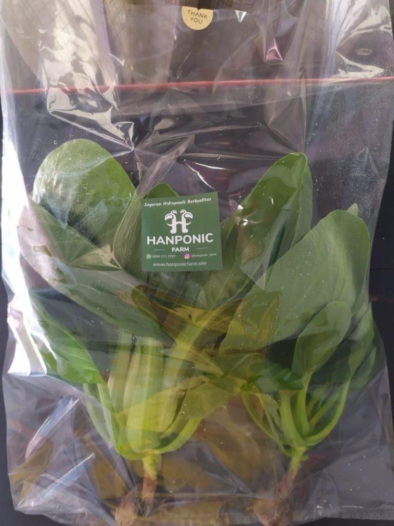 Sayuran Pakcoy Hanponic